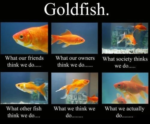 attention span - czas uwagi, złota rybka