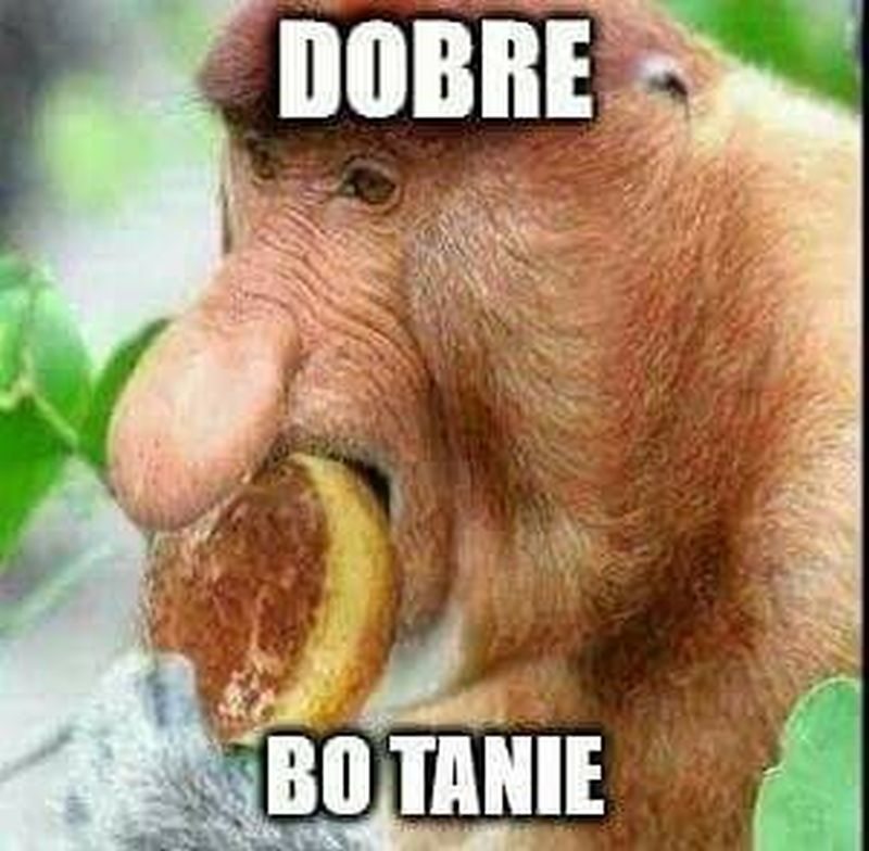 pozycjonowanie z nosaczem dobre bo tanie pozycjonowanie dobre bo tanie